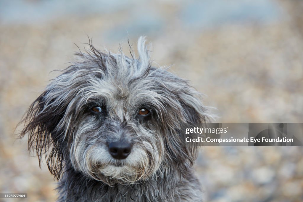 Portrait of Terrier on beach