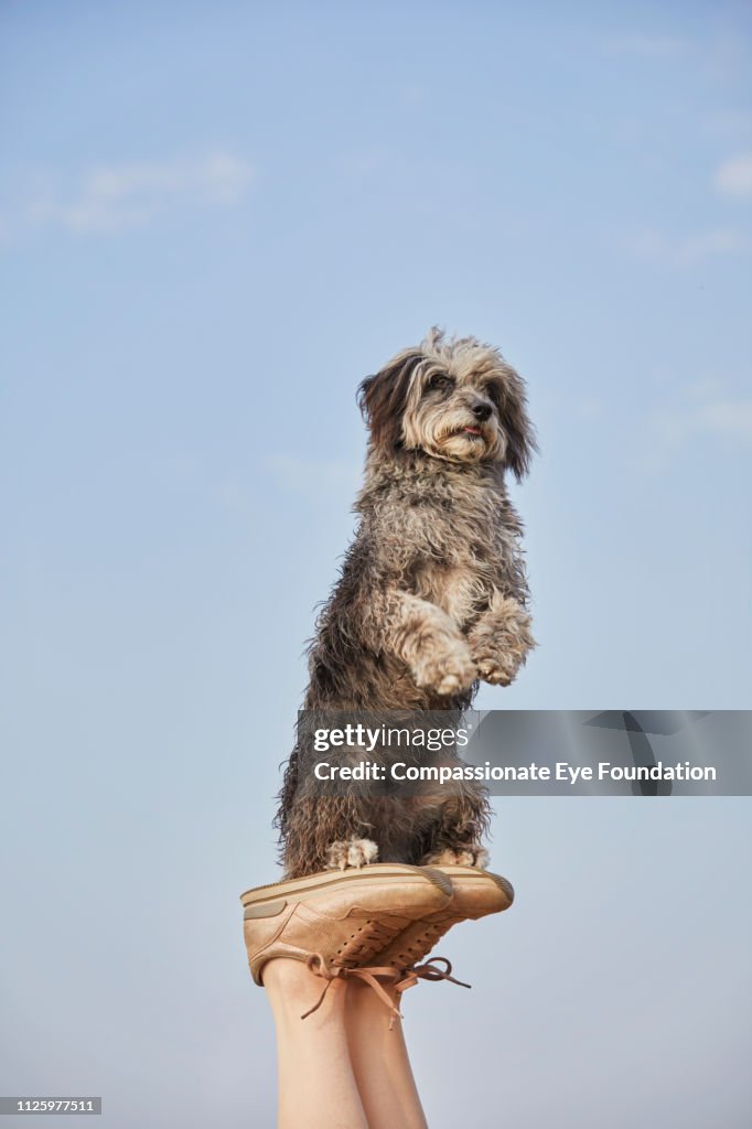 Terrier with raised paws balancing on woman's feet on beach