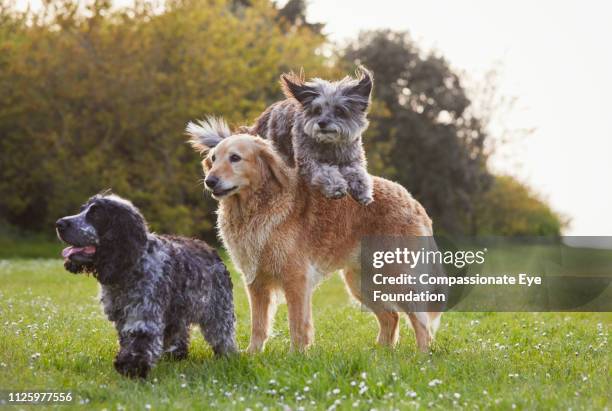 terrier jumping over golden retriever in park with spaniel - three animals stock pictures, royalty-free photos & images