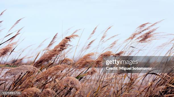 Wind Through Reeds 2,756 Reeds Wind Stock Photos, High-Res Pictures, and Images - Getty Images