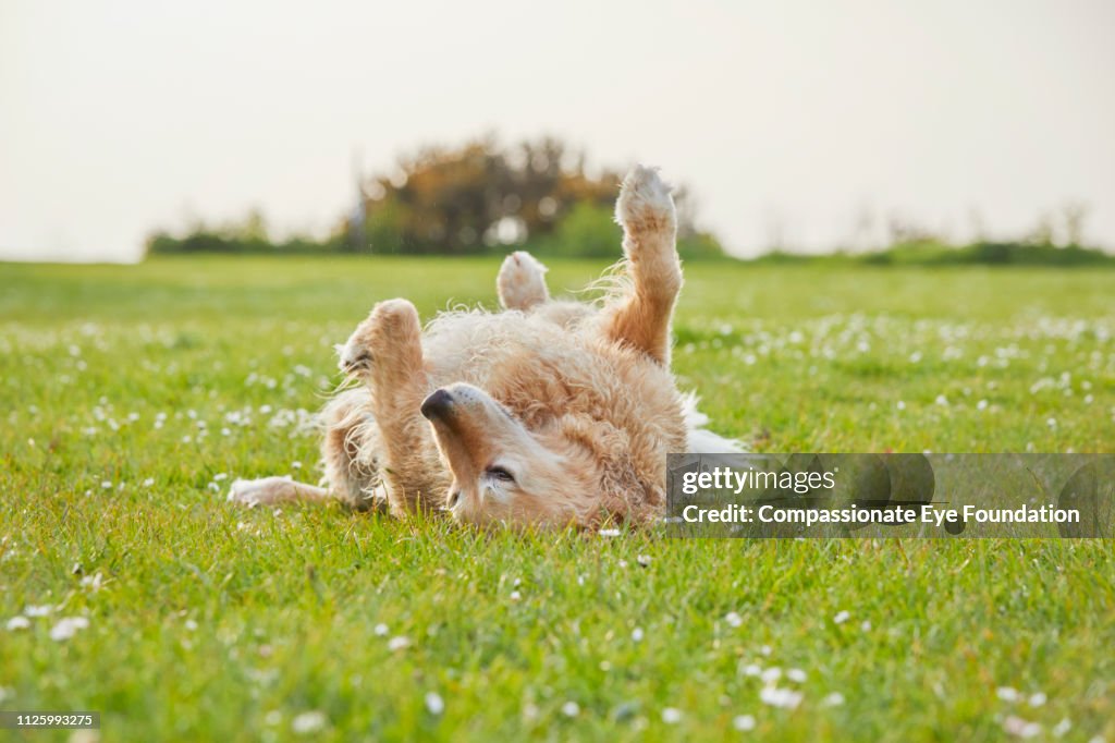 Golden Retriever rolling on grass in park