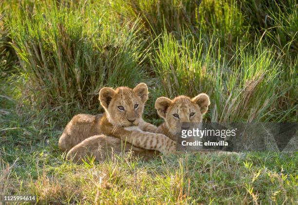 twee leeuwenwelpen in de masai mara-kenia - lion cub stockfoto's en -beelden