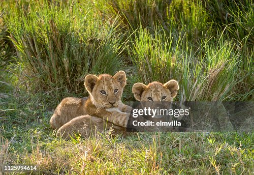 Two lion cubs in the Masai Mara Kenya Two lion cubs in the Masai Mara Kenya