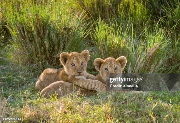two lion cubs in the masai mara kenya - lion cub stock pictures, royalty-free photos & images