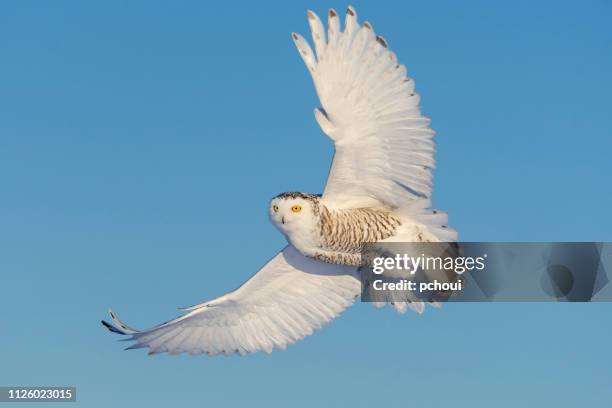 lechuza, scandiacus del bubón, pájaro en vuelo - búho nival fotografías e imágenes de stock