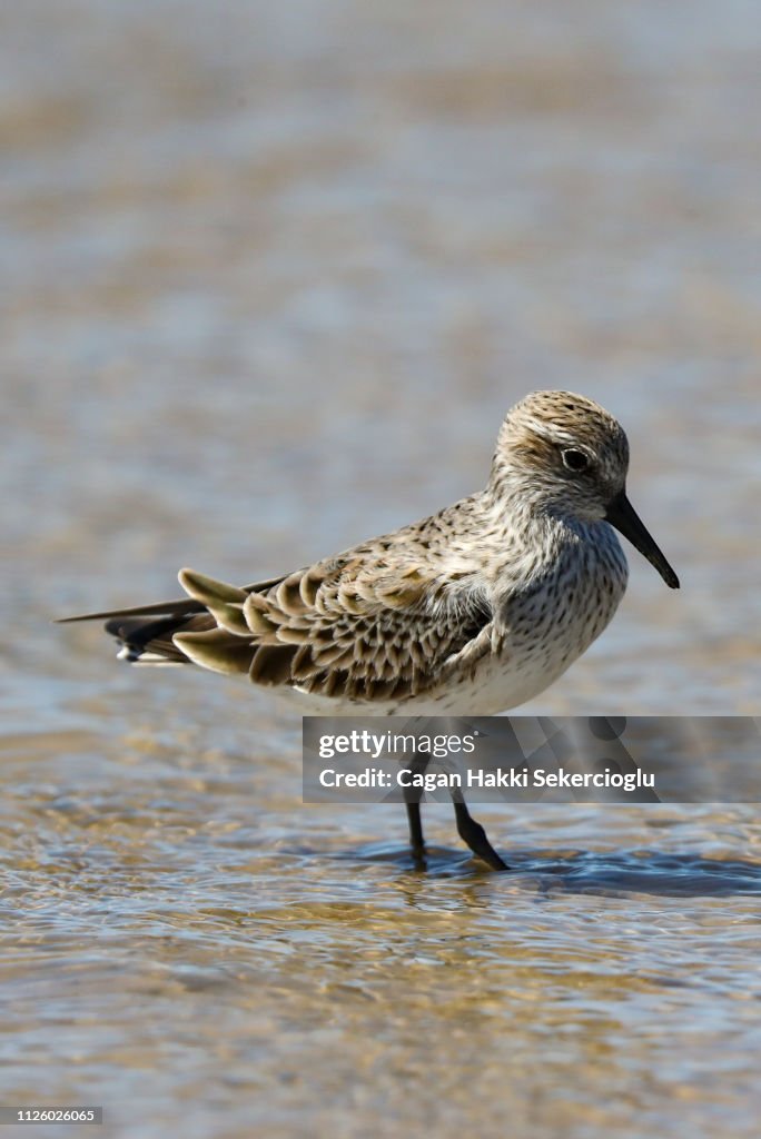 White-rumped sandpiper, Calidris fuscicollis, foraging