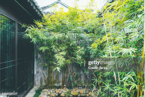 small courtyard garden with ornamental bamboos - bamboo plant stock pictures, royalty-free photos & images