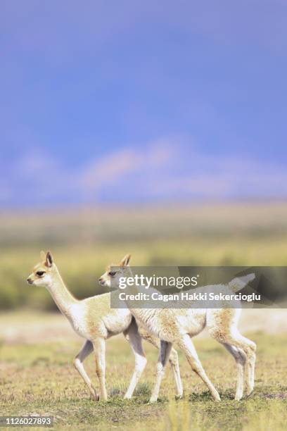 a pair of vicuna crias (young), vicugna vicugna, walking in a high mountain grassland - vicuna stock pictures, royalty-free photos & images