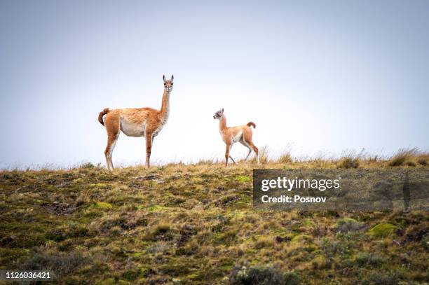 guanacos - tierra del fuego province chile stock pictures, royalty-free photos & images