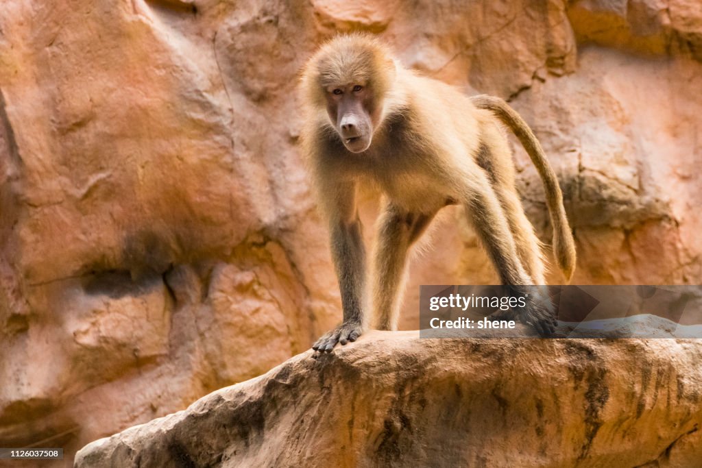 Baboon