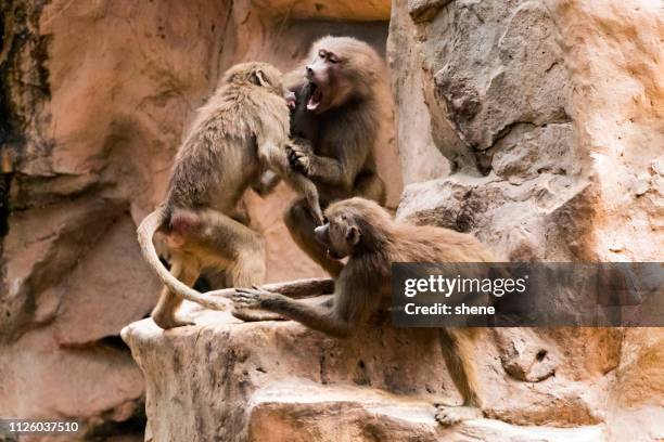 baboon - drei tiere stock-fotos und bilder