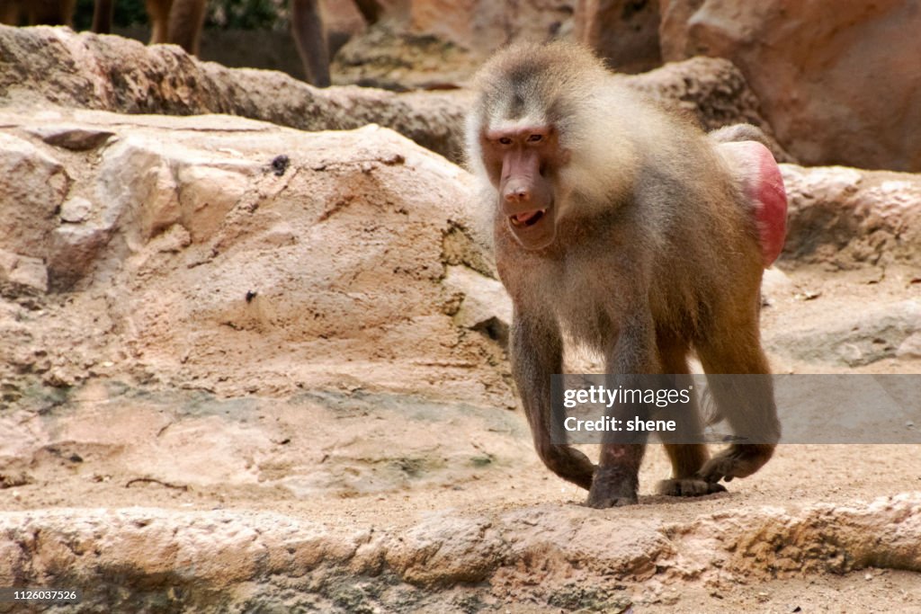 Baboon