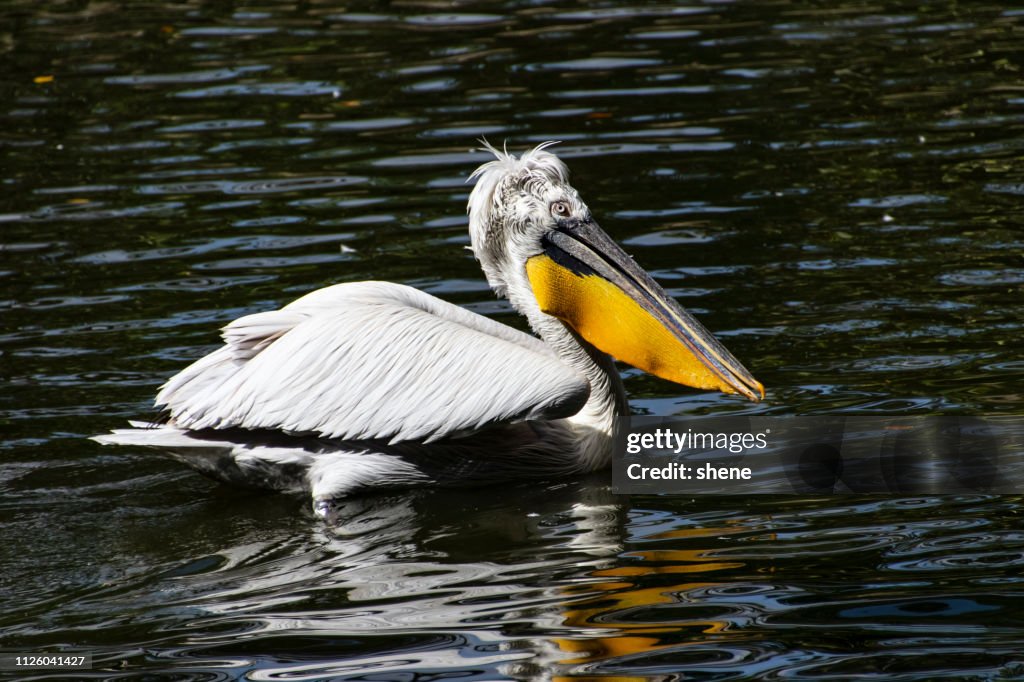Pelican