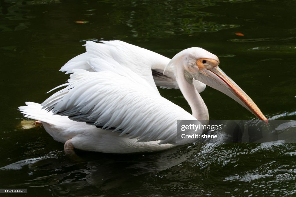 Pelican