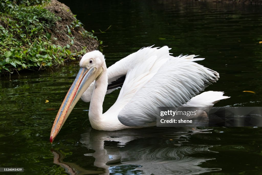Pelican