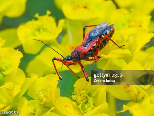 rhynocoris iracundus – assassin bug - kissing bug fotografías e imágenes de stock