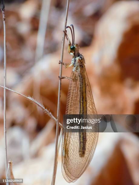 Threadwing Lion Insect Antlion Photos and Premium High Res Pictures - Getty Images