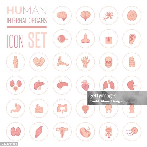 bildbanksillustrationer, clip art samt tecknat material och ikoner med människans inre organ ikonuppsättning - mänskligt inre organ