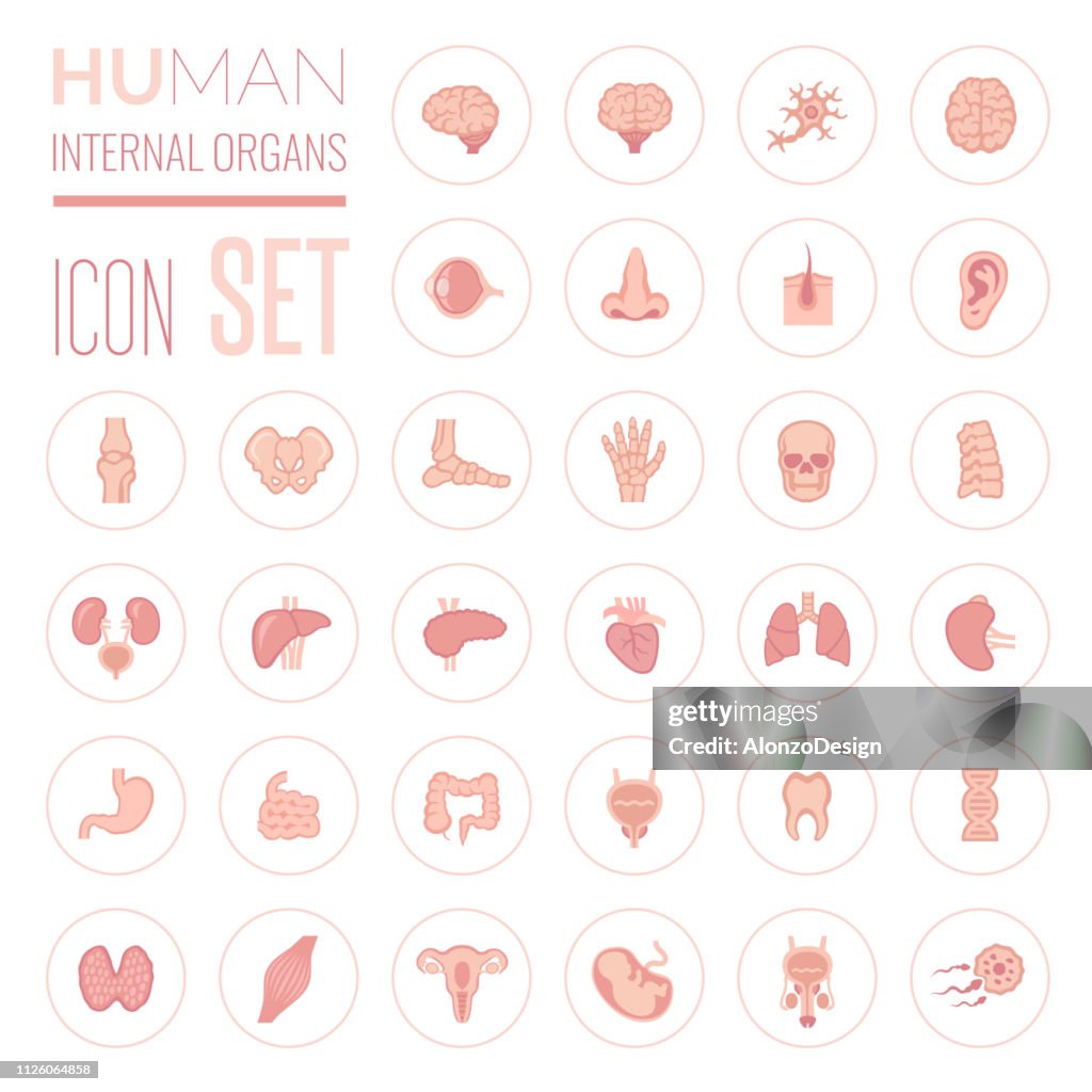 Human Internal Organs Icon Set