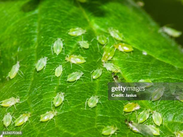 greenfly aphids on leaf - aphid stockfoto's en -beelden
