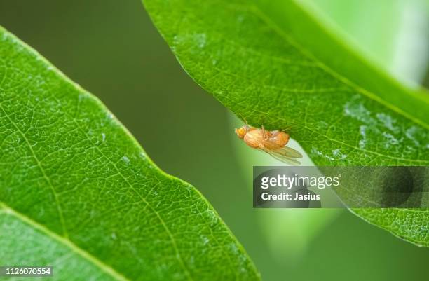 drosophila melanogaster – common fruit fly - fruit flies stock pictures, royalty-free photos & images