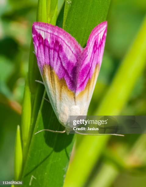 eublemma purpurina – beautiful marbled moth - purpurina 個照片及圖片檔