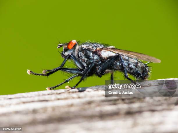 sarcophaga carnaria – common flesh fly - mosca carnaria foto e immagini stock