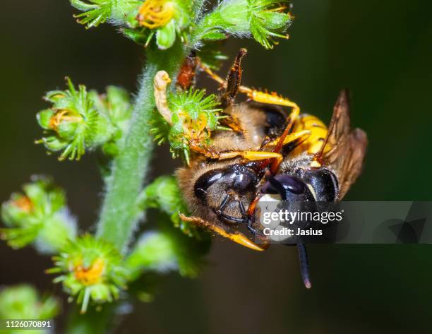 wasp species killing a bee - giant bee stockfoto's en -beelden