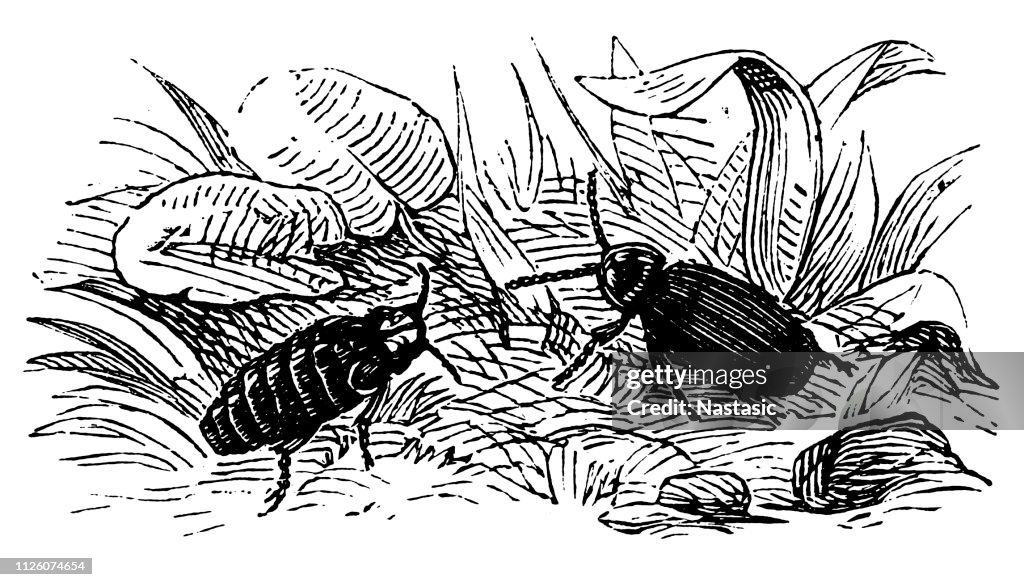 Glowworm (Lampyris noctiluca, male, female)