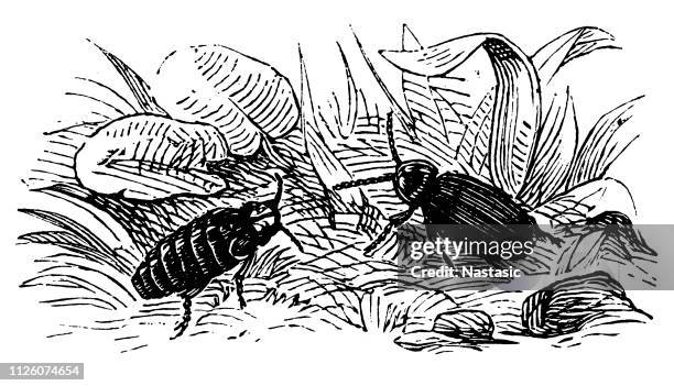 glowworm (lampyris noctiluca, male, female) - lampyris noctiluca stock illustrations