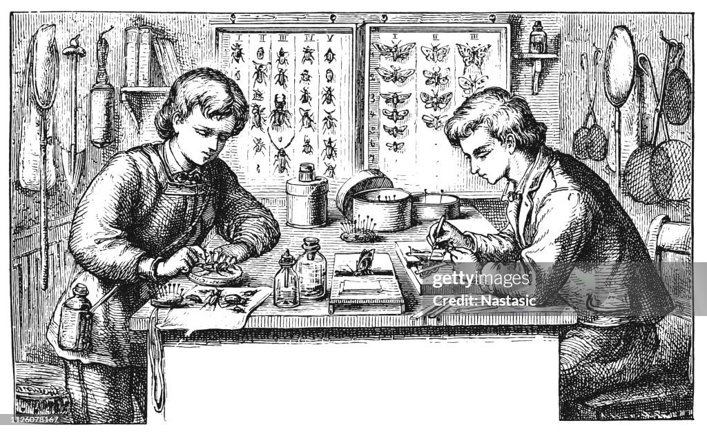 Entomology is the scientific study of insects, a branch of zoology