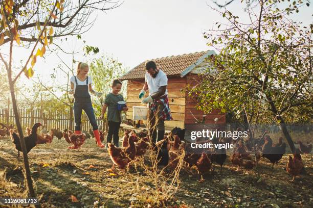 free range chicken farm - feeding stock pictures, royalty-free photos & images