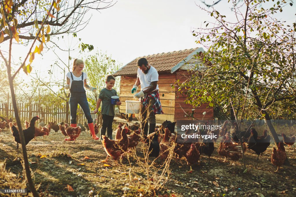 Free Range Chicken Farm