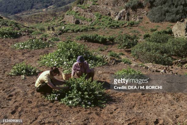 Harvest of capers, Contrada Serraglio, Pantelleria Island, Sicily, Italy.