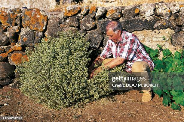 Cut of an oregano plant, Contrada Serraglio, Pantelleria Island, Sicily, Italy.