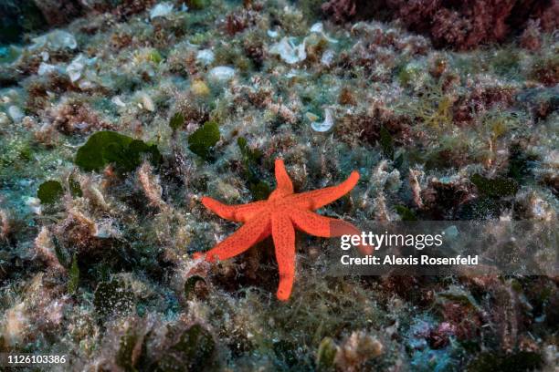6 Rayed Starfish Biodiversity Hotspot Photos and Premium High Res Pictures - Getty Images