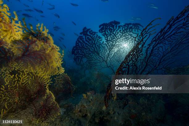 Large cameleon purple gorgonians upright on the seabed, on august 02, 2017 in Marseille, France. The Mediterranean represents a hotspot of marine...