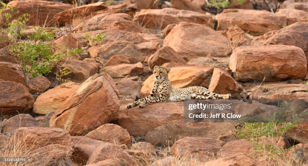 Young wild cheetah on the rocks