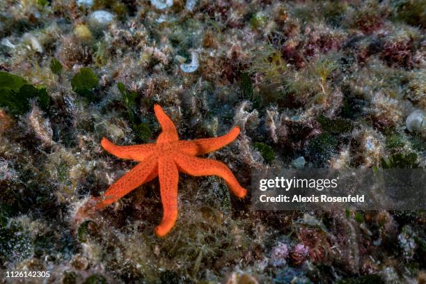 6 Rayed Starfish Starfish Ocean Photos and Premium High Res Pictures - Getty Images