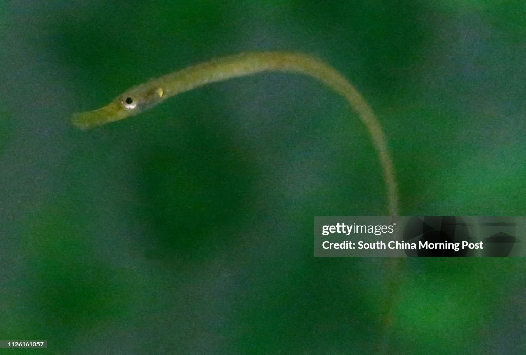 Baby Broadnosed Pipefish is showcased during Ocean Park media tour to introduce the theme park's captive bred seahorses at its Animal Discovery Fest to raise public awareness of the many seahorse species. 14APR14