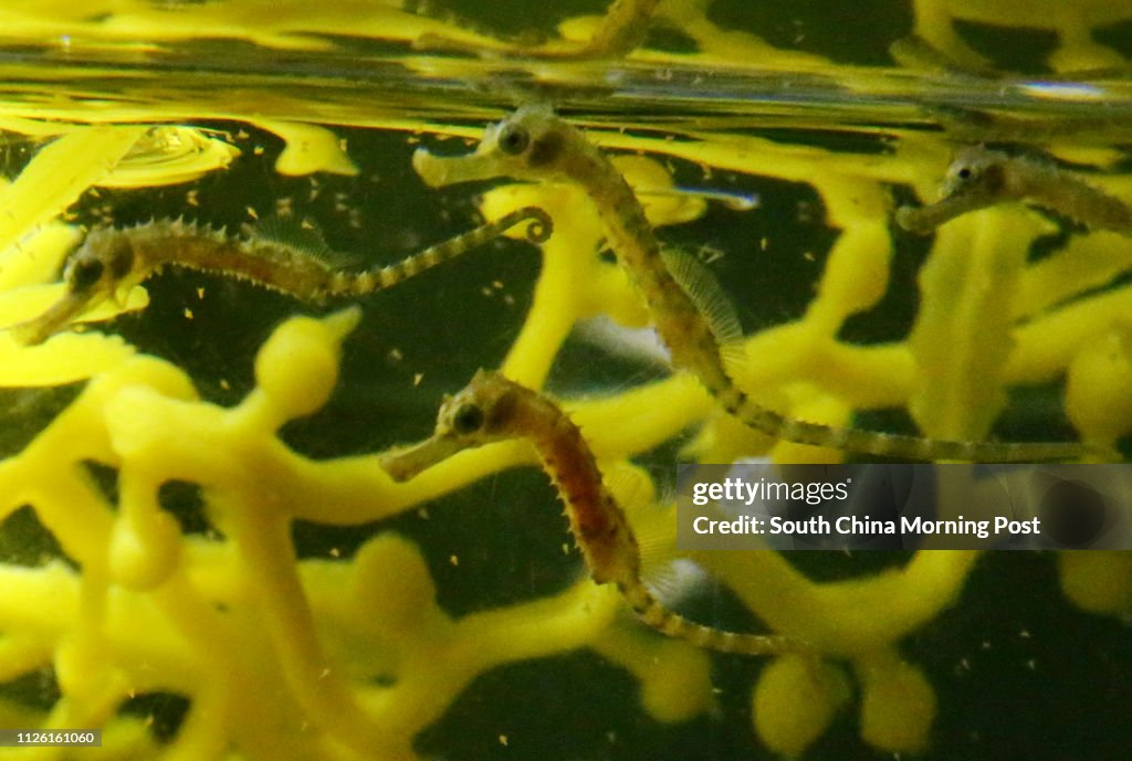 Baby Potbelly Seahorse is showcased during Ocean Park media tour to introduce the theme park's captive bred seahorses at its Animal Discovery Fest to raise public awareness of the many seahorse species. 14APR14
