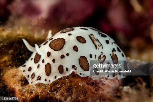 A nudibranch called dalmatian doris , on june 23, 2016 in Marseille, France. The Mediterranean represents a hotspot of marine biodiversity. With only...