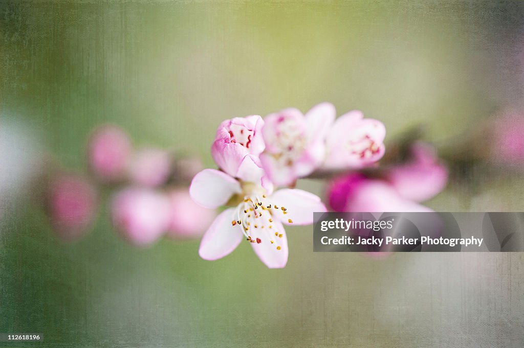 Peach blossom