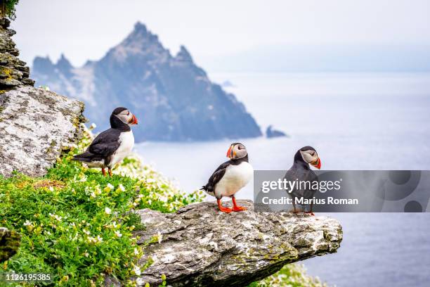 group of atlantic puffins (fratercula arctica), also known as the common puffin. skellig islands, county kerry, munster province, ireland. - papageitaucher stock-fotos und bilder