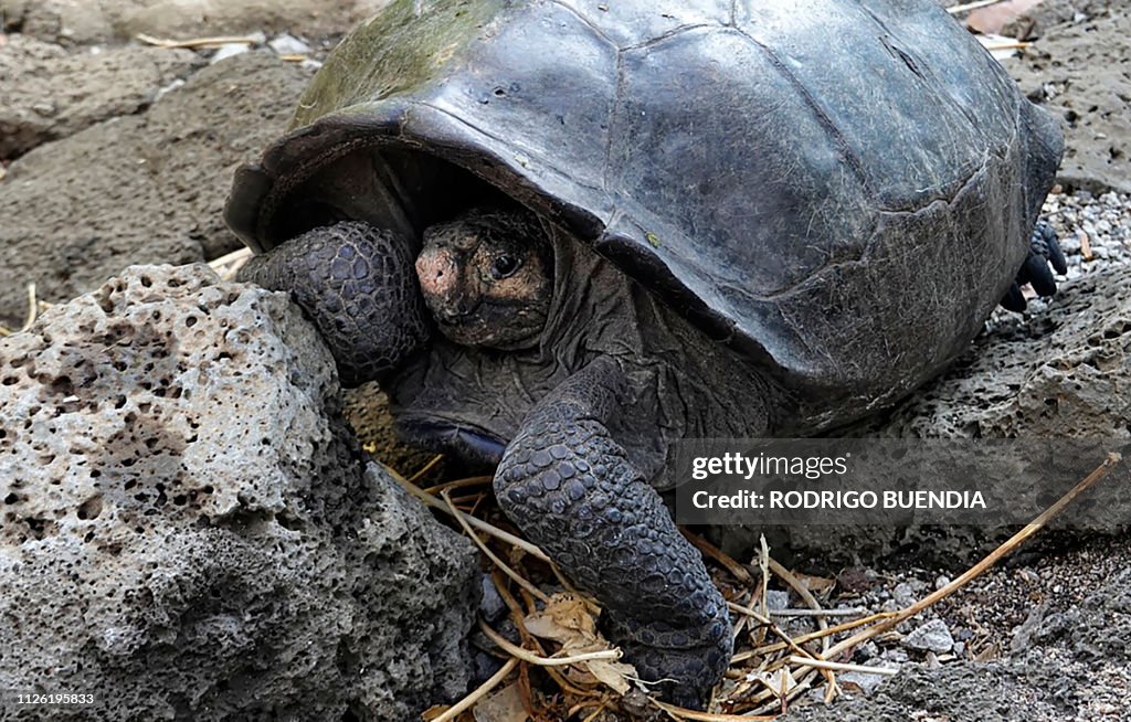 ECUADOR-GALAPAGOS-TORTOISE-DISCOVERY