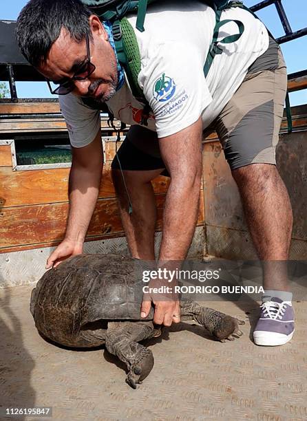 Washington Tapia, member of Galapagos Conservancy, holds a specimen of the giant Galapagos tortoise Chelonoidis phantasticus, thought to have gone...