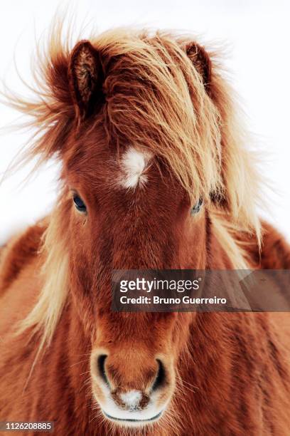portrait of icelandic horse outdoors - icelandic horse stock pictures, royalty-free photos & images