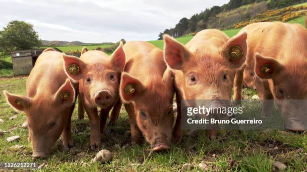 synchronised piglets in a row - pig snout stock-fotos und bilder