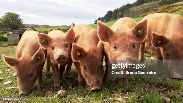 synchronised piglets in a row - cerdo fotografías e imágenes de stock