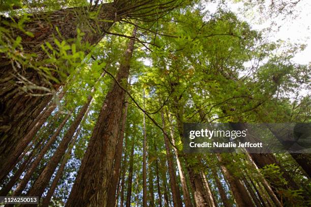 Trees Otway Ranges Otway Ranges Photos and Premium High Res Pictures - Getty Images